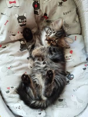 Котёнок мальчик в добрые и любящие руки