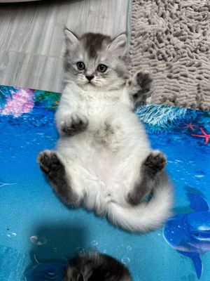 Шотланские котята от правильной вязки