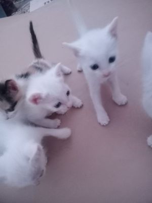 Mushukchalar 2 ta erkak 3 ta urgʻochi