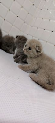 Британские котята продаётся