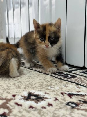 мушук боллари( котенок) сотилади