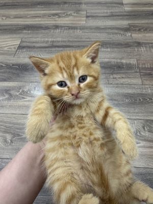 Срочно продаются котята!!!