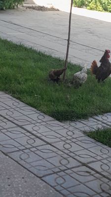 Tovuqchalar sibrayt 3 ta