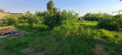 Yer uchastka olma daraxt bog'i bilan 5-sotix