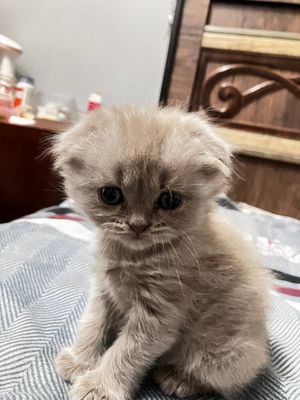Шотландский скоттиш фолд