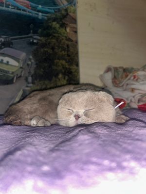 Mushuk Scottish Fold