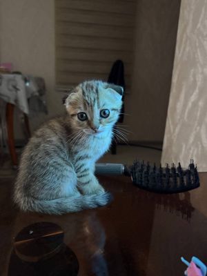 Скоттиш фолд, вислоухие