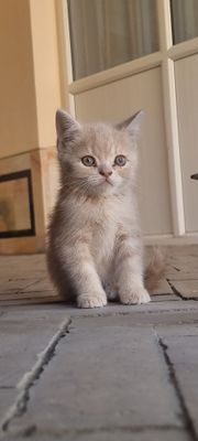 котята  милые  красивые