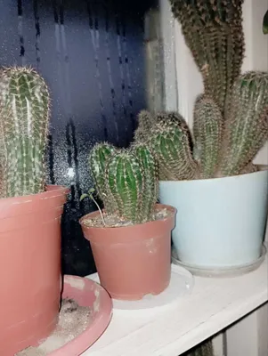 кактусы сильно разрослись