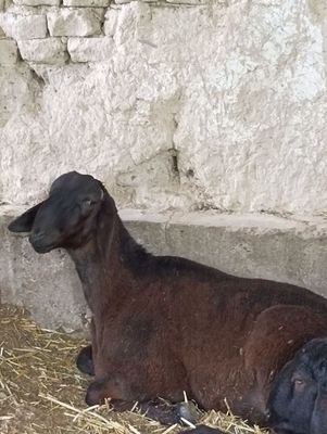 Зотдор кучкор бокишга хам суйишга хам бу́лади