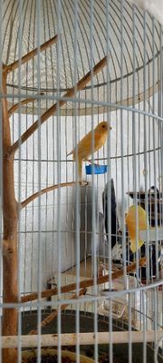 Канарейка самец морковный цвет в месте с клеткой
