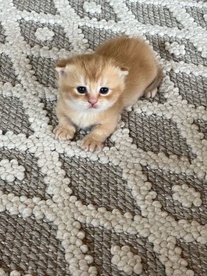 Котята золотой шиншиллы британские манчкины