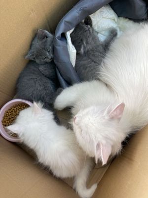 Мама кошка с котатями , 1 девочка 2 мальчик