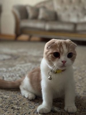 Шотландский вислоухий кот на вязку