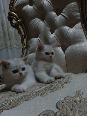 Серебрянная шиншилла