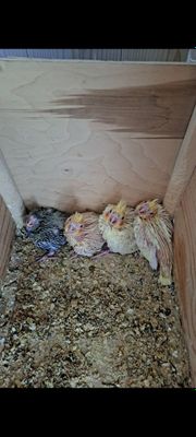 Продам птенцов кареллы для ручного обучения