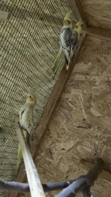 Карелла тутила сотилади 300000 сумдан донаси