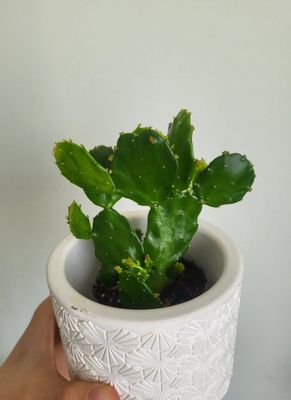 Kaktus кактус в керамическом горшке