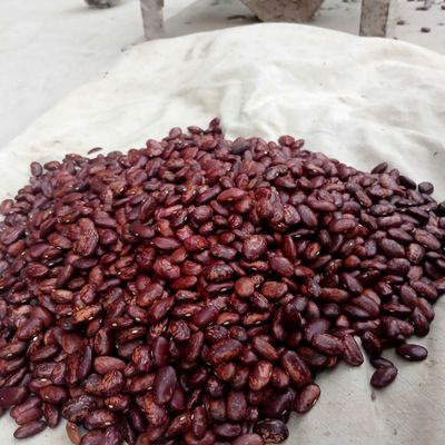 Dukkakli maxsulot