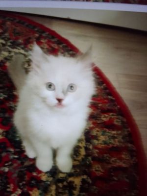 Котенок пушистый 2.5 мес.