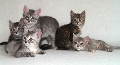 Без породистые котята