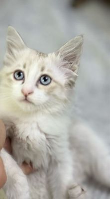 Сиберская кошка