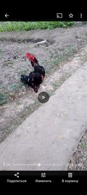 Продаются цыплята Ко Шамо