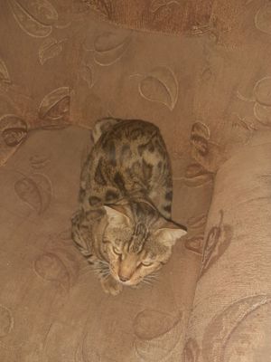 Бенгалский мушук 1 йош атрофида