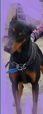 Doberman ayol dono aqlli narxini kelishamiz