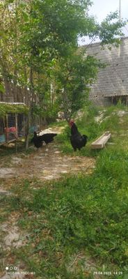 Гигант кора Шахзодани тухумларидан бор