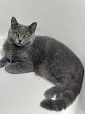 Шотладские котята страйт и фолд