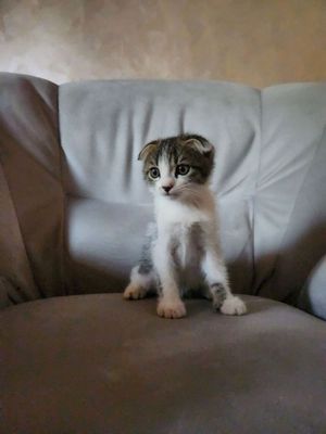 Котята британцы