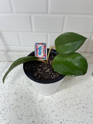 Hoya suriganoensis 50 000