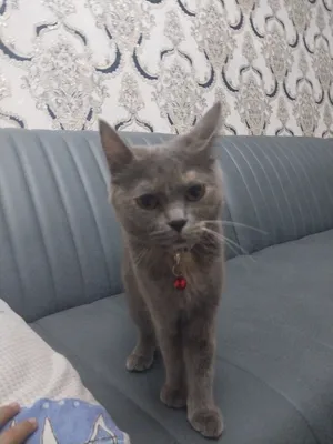 400min som qoqon shaxar soglom 1yoshu5oyli