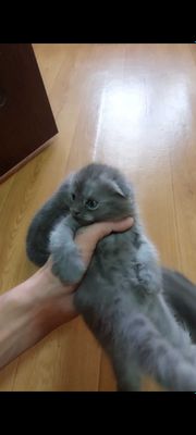 Продаётся вислоухий котёнок от правильной вязки.