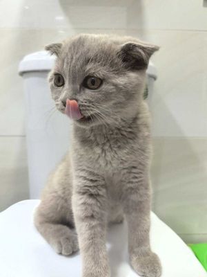 Продаются лиловые котята шотландской вислоухой кошки Девочки иМальчики