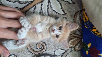 Scottish fold mushuk