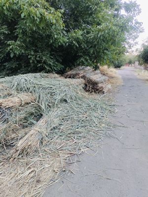 Сомон бор камиш ломбоз декор Хили коп