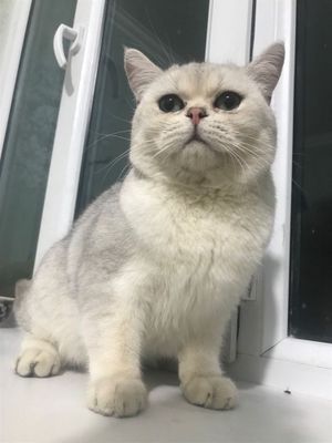 Vyazka britan okras serbrsty shinshilla n11