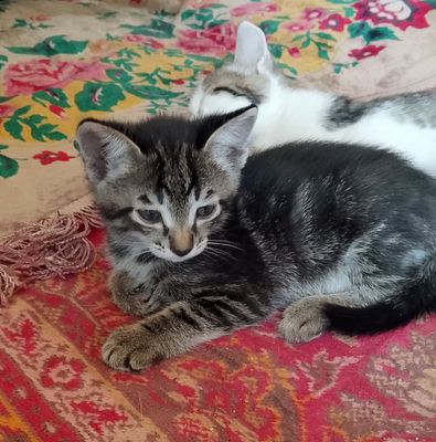 КОТЯТА добрые...