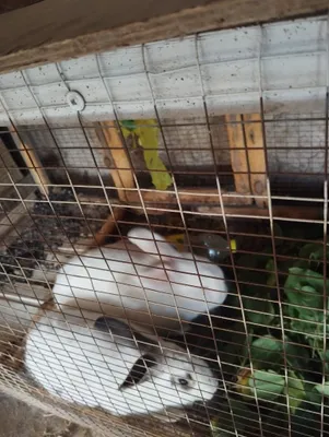 Quyonlar erkak ikkalasi 300 ming