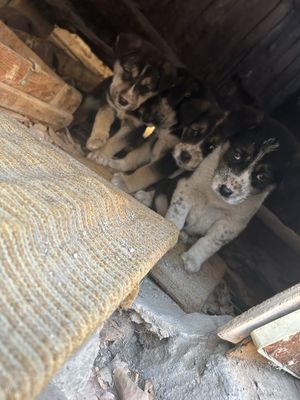 Пристриваются щенки в добрые руки