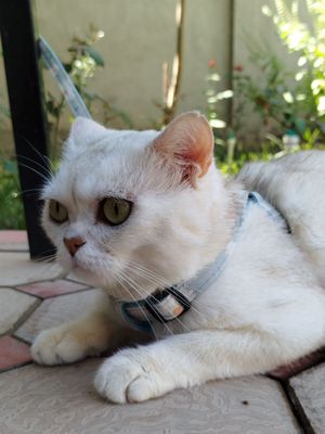 Shinshilla zotli mushuk