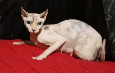Сфинкс эльф Кошечка 1 год и 3 месяца , цена 800 сум