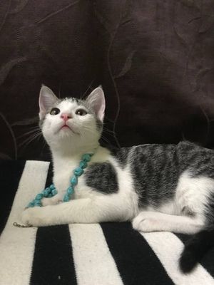 Отдам в хорошие руки милого котенка. Игривый, ласковый, приучен к ло