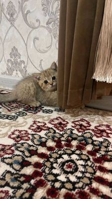 zotdor mushukchalar borzolotayashinshilla 2.5oylik