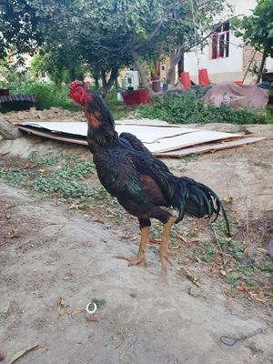 Dakang xo'roz 10 yarim oylik