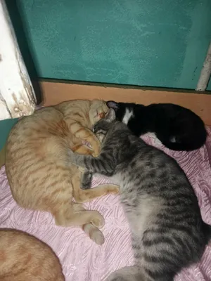 домашняя кошка