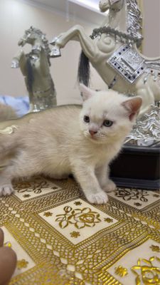 Скоттиш фолд и страйт 100$
