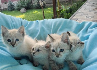Продается котяты сиамский шыншили